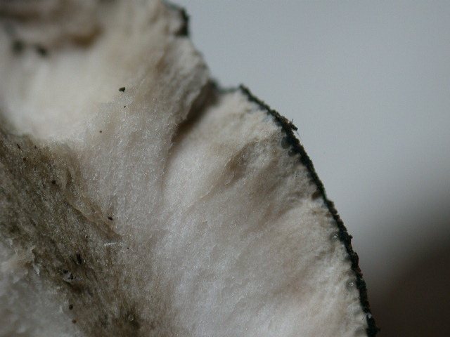 Due foto ... per due funghi ??? QUIZzzzz notturno ...